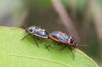 名称不明の甲虫