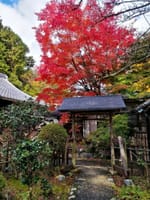 車で京都初冬巡り吟行（第二部）