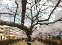 【お花見企画】３月31日（木）【1】小石川植物園→播磨坂【２】乾杯🎶