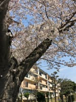 団地周辺の桜、ソメイヨシノ編