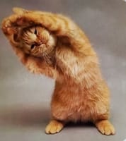 猫体操♪…別名‥真似き猫～～♬