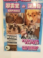 上野でネコの譲渡会が、有ります。