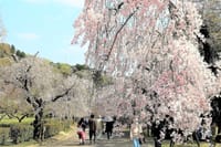 東谷山フルーツパークのしだれ桜で今年のさくら巡りは終了です