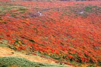 【実施】2021秋　栗駒山の紅葉を楽しむ🎵