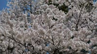 大泉緑地の桜（２０２２年４月５日）LUMIX DC S5