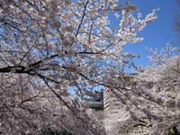 春爛漫・桜づくし散策、石神井川から染井の里へ