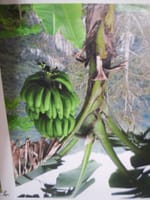 タイのバナナ生産者さん～～♪♪