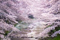 恩田川河畔の桜並木見物　