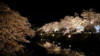 「お花見の首都」！弘前の櫻。