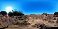 荒山公園の梅林　３６０度動画（２０２４年２月１３日）