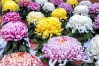 湯島天神の菊まつりを観に行きましょう！
