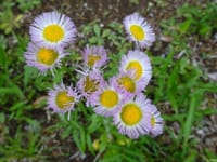 春紫苑 （はるじおん）