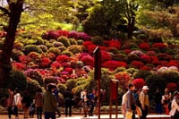 根津神社のツツジが咲き始めたぞ！　見事なものです！！