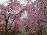 京都、原谷苑の紅しだれ桜。