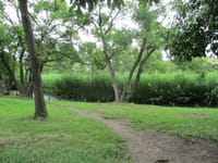 水元公園お散歩＆メタセコイアの森でピクニック♪