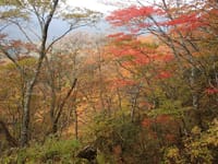 紅葉の表丹沢鍋割山を歩きます