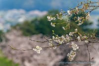 越生のさくら山公園の桜