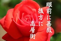 『日々のフォト俳句』　薔薇
