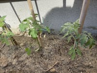 例年より早くミニトマトを植え付けする。
