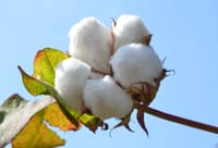 綿の花その2