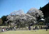 桜を追って一週間・最終回、根尾谷淡墨桜（岐阜県）