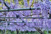 藤本滝公園の美しい藤棚
