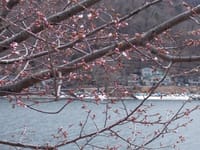 やっと桜が咲き始めた中禅寺湖