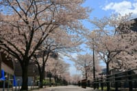 近場の桜　2023.3.28　PM