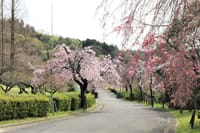 見頃のしだれ桜に出会えず　東谷山フルーツパークのしだれ桜