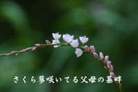 『日々の俳句』蓼の花