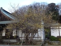 横浜　西行寺の大蝋梅 