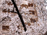 ◆　我が家の桜が満開（エプリルフール）2202