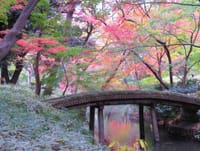 今日の六義園の写真。山陰橋の紅葉、渡月橋の紅葉、魚を咥えたカワセミ。