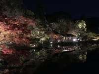 東山植物園「もみじ狩り・ライトアップ」🍁