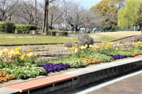 荒子川公園　春❓冬❓の繰り返しの日々・春待つ花達