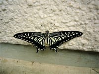 蝶の来訪