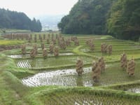 米の収穫期が始まります。