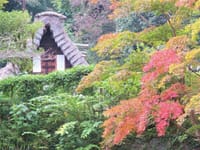 写真３枚は、日本民家園の紅葉、キツリフネ、ツリフネソウ