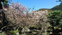 古賀の桜の名所【興山園】でお花見ハイキング