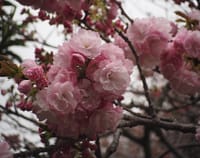 まだまだ続く桜の日々、物好はサクラ迄食らう？