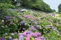斜面いっぱいに咲き誇る紫陽花を撮りに行きましょうo(^▽^)o・・権現堂堤♪