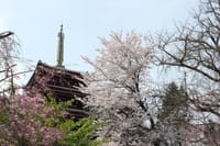 花見の季節　松戸の本土寺・東漸寺に出かけませんか