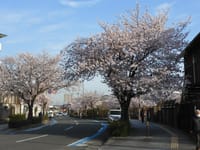 桜の廻廊