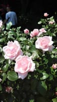 1.600品種、10000株の綺麗な薔薇か咲く京成バラ園とレストランヒロのトロリとろけるビーフシチューのランチを楽しみましょう！