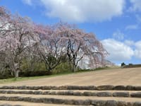 多賀城跡の「枝垂れ桜」が咲きました。