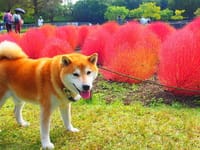 わんことお出掛け、秋の花咲く木曽三川公園