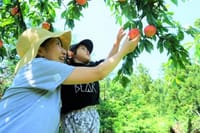 【語らいオフ会：桃の里で桃狩り体験～！】