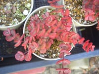注目の日本の多肉植物のミセバヤ独称赤丸に蕾が見えてます