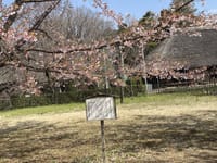 春近し　都立小金井公園