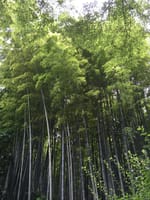 竹の庭の報国寺と金沢街道沿いのお寺を巡る